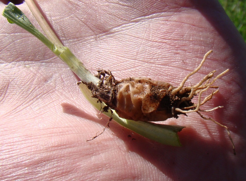 Изображение особи Valeriana leucophaea.