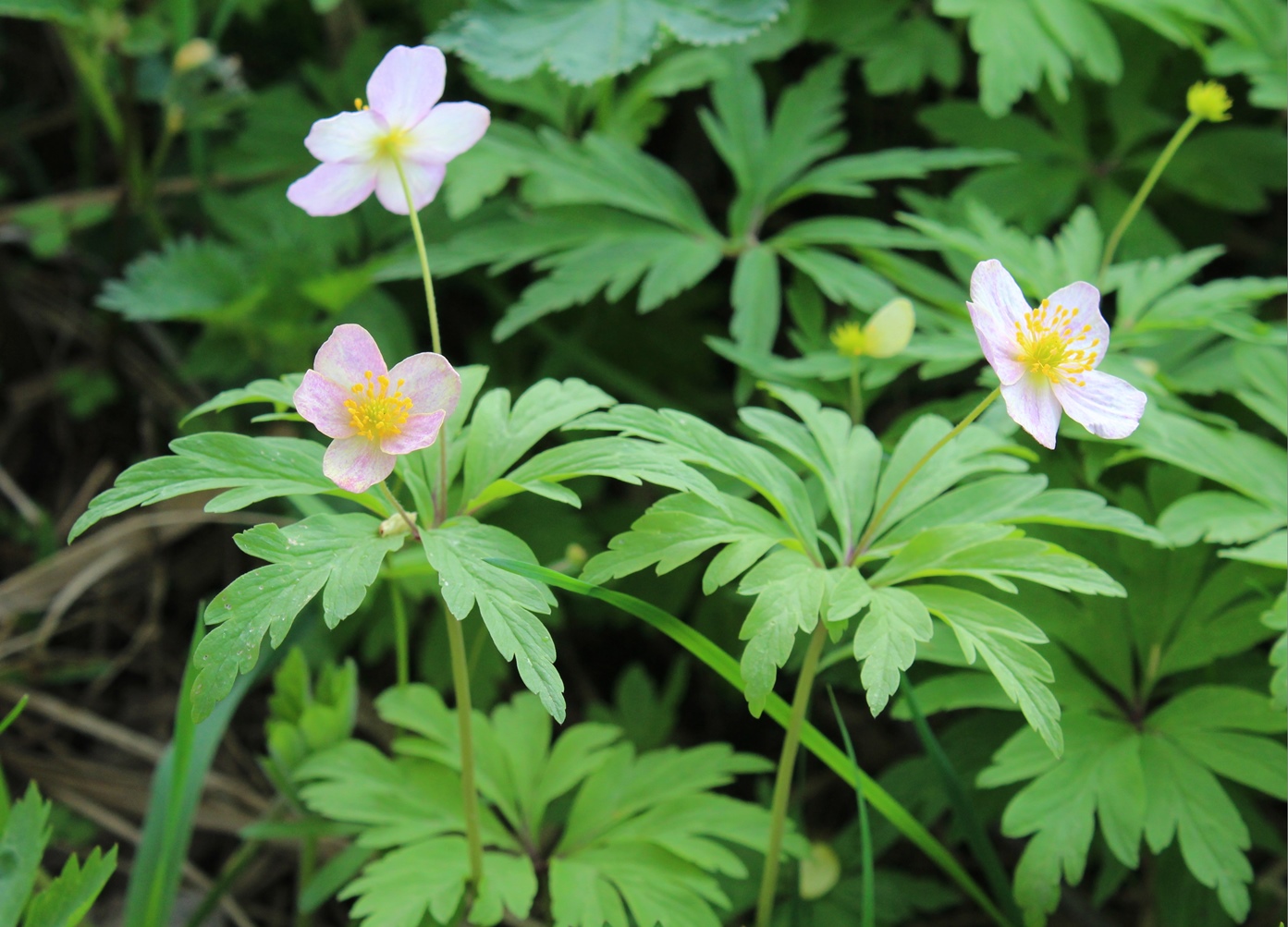 Изображение особи Anemone uralensis.