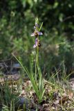 Ophrys apifera. Цветущее растение. Крым, Байдарская долина, окр. с. Орлиное, г. Пска-Баир. 31.05.2020.