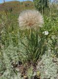 Tragopogon подвид major