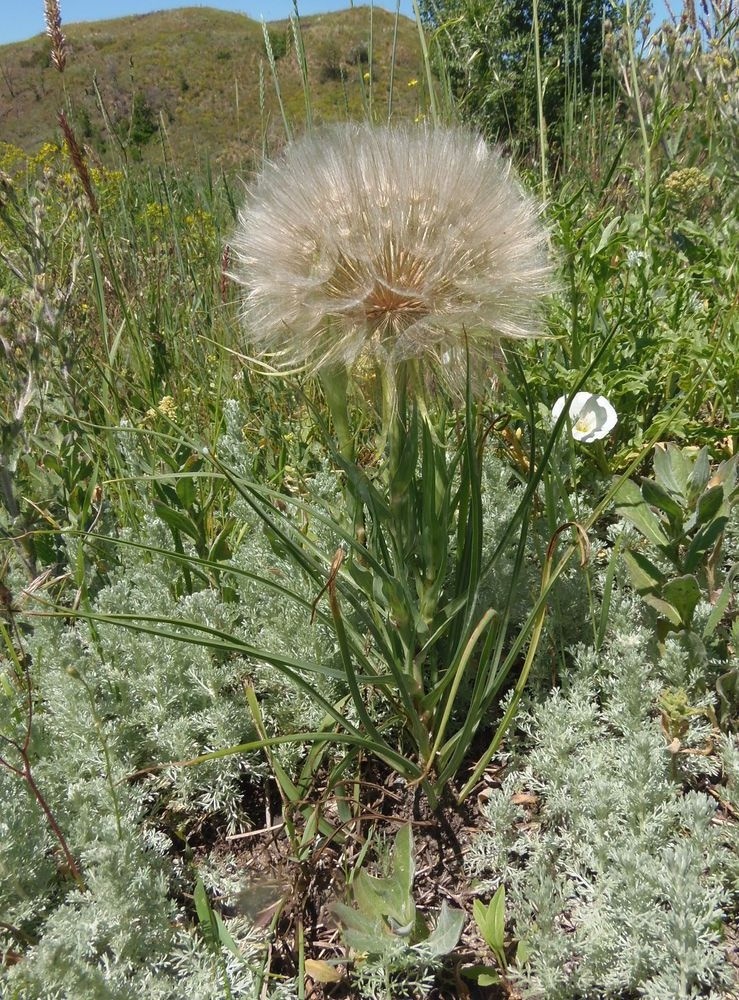 Image of Tragopogon dubius ssp. major specimen.