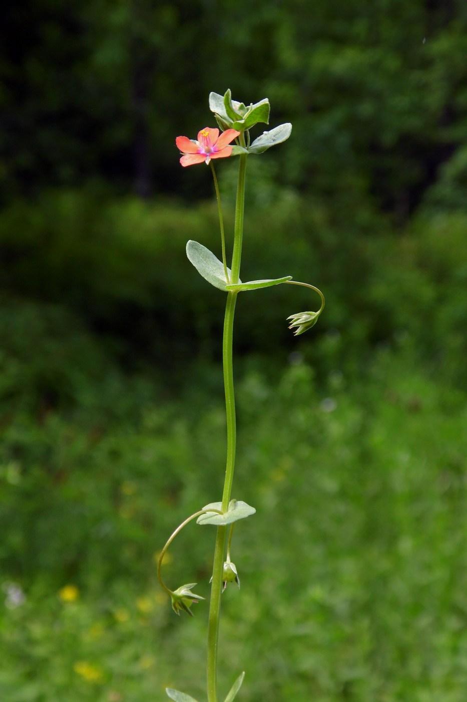 Изображение особи Anagallis arvensis.