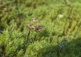 genus Marchantia