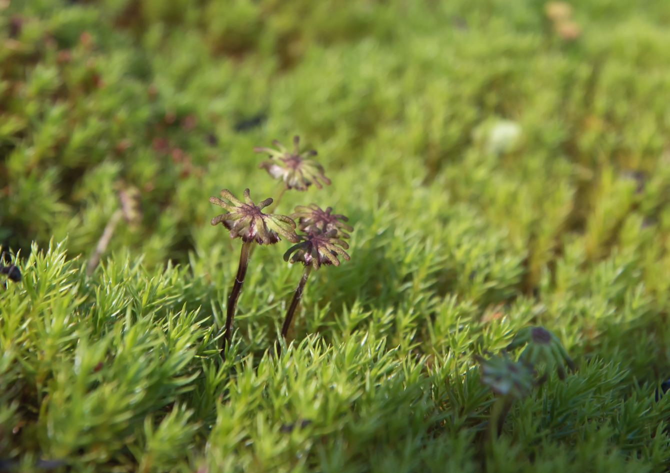 Изображение особи род Marchantia.