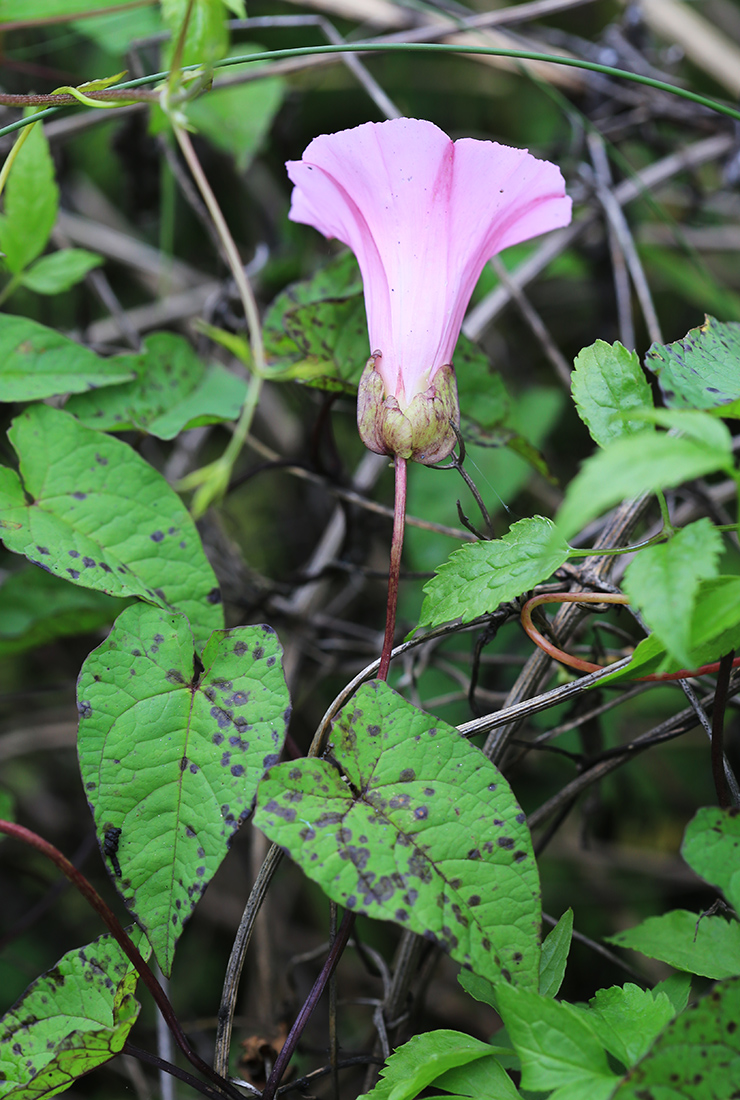 Изображение особи Calystegia subvolubilis.