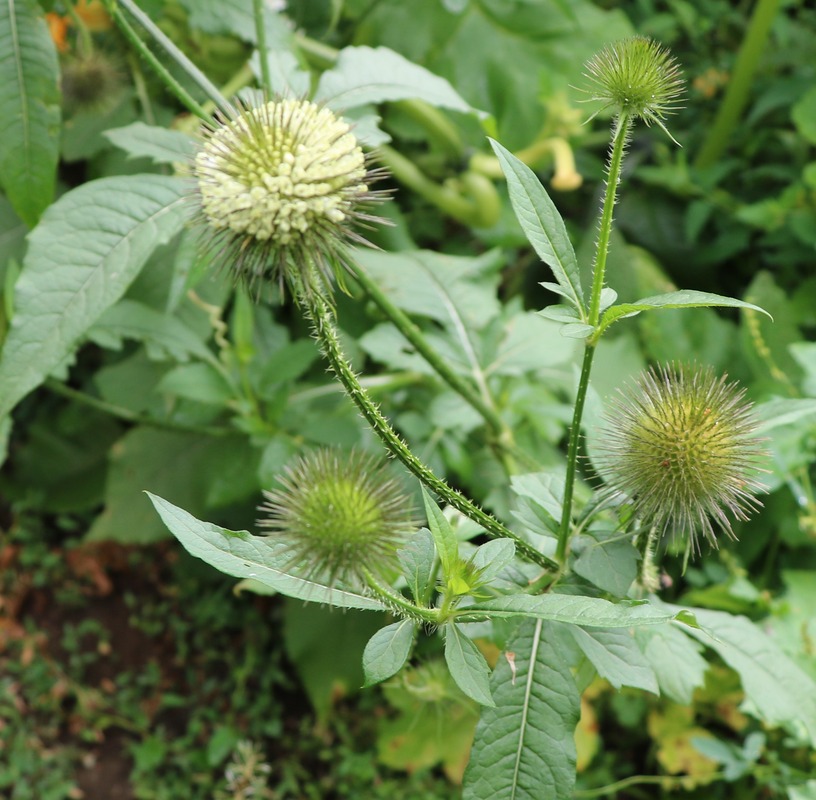 Image of Dipsacus strigosus specimen.