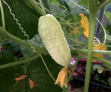 Cucumis sativus