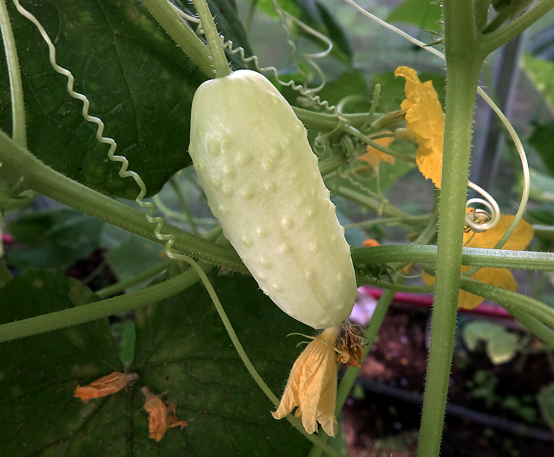 Изображение особи Cucumis sativus.