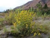 Galium densiflorum