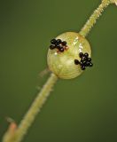 Mitella nuda. Плод. Приморский край, Шкотовский р-н, хр. Большой Воробей, выс. 940 м н.у.м., в пихтово-еловом лесу. 24.07.2020.