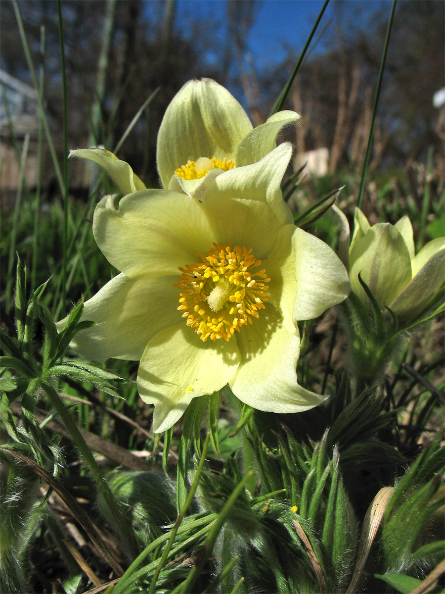 Image of Pulsatilla orientali-sibirica specimen.