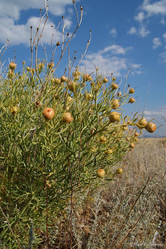 Image of Peganum harmala specimen.