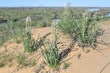 Eremurus anisopterus. Цветущие растения. Казахстан, Алматинская обл, Балхашский р-н, закреплённые пески. 5 мая 2018 г.