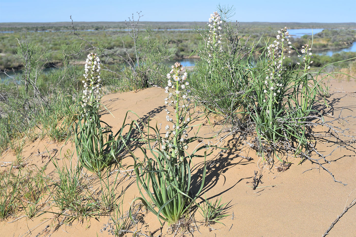 Изображение особи Eremurus anisopterus.