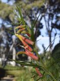 Lobelia laxiflora. Верхушка цветущего растения. Испания, автономное сообщество Каталония, провинция Жирона, комарка Баш-Эмпорда, муниципалитет Палафружель, ботанический сад \"Кап-Роч\". 11.03.2017.