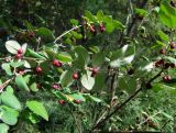 Cotoneaster melanocarpus. Часть плодоносящего растения. Магаданская обл., г. Магадан, мкр-н Снежная Долина, бывшая ЛОС (Лесная опытная станция). 30.08.2020.