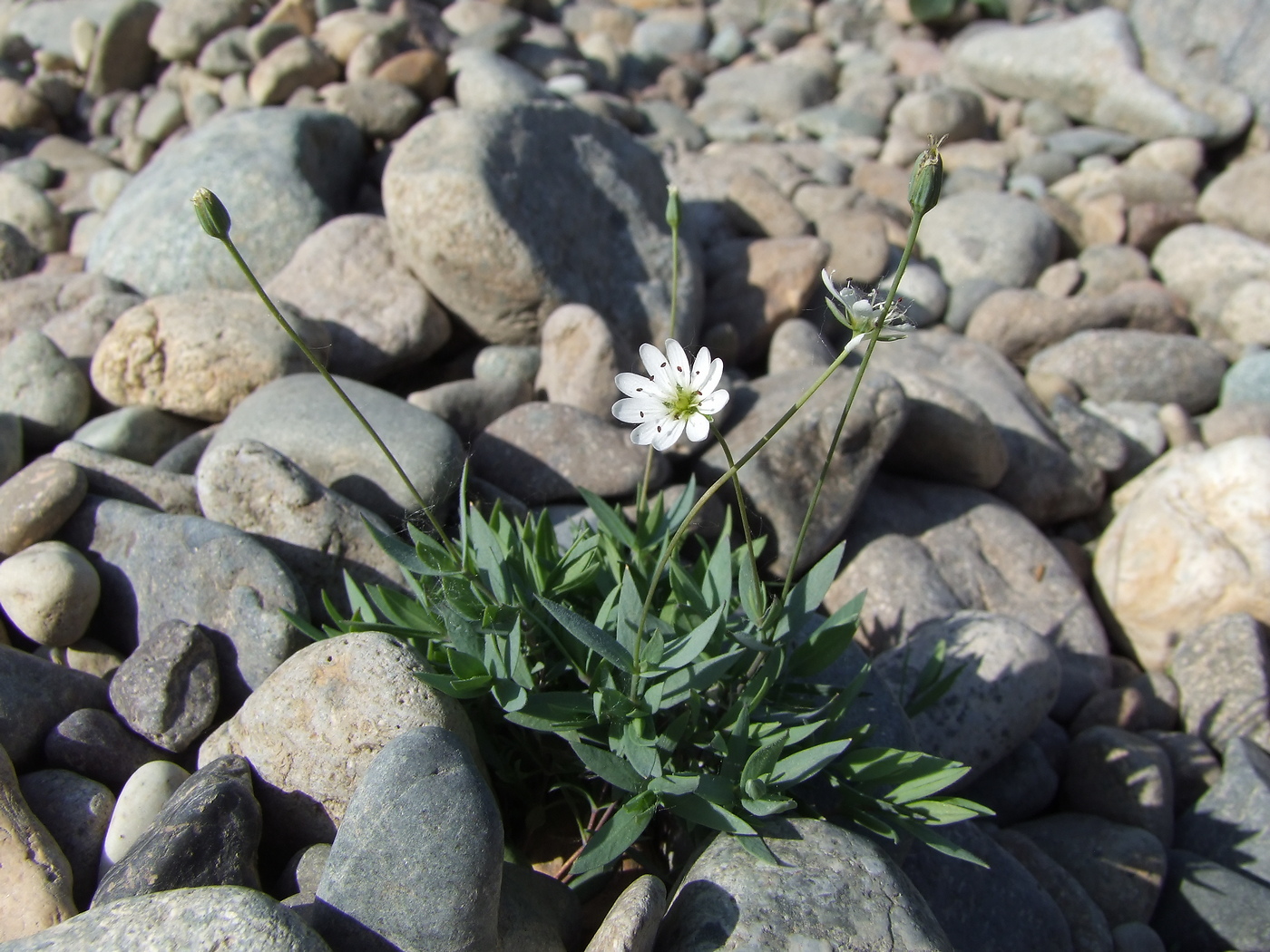 Image of Stellaria fischeriana specimen.