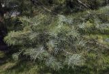 Abies concolor