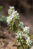 Amelanchier alnifolia. Верхушка веточки с соцветиями. Ленинградская обл., Ломоносовский р-н, окр. дер. Низино, обрывистый берег ручья. 17.05.2020.