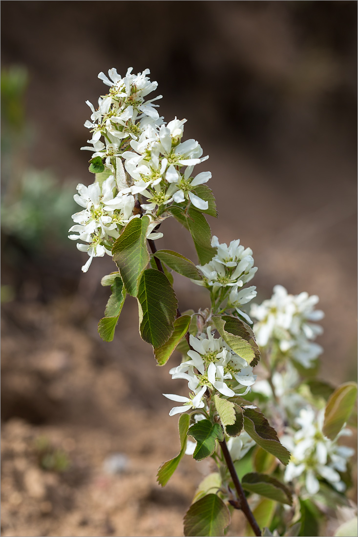 Image of Amelanchier alnifolia specimen.