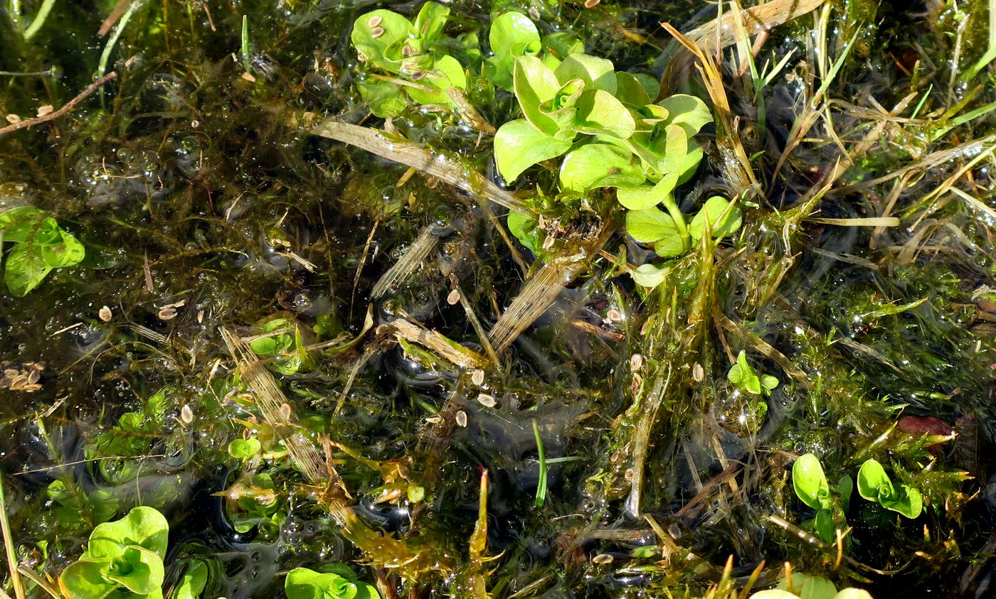 Image of Veronica beccabunga specimen.