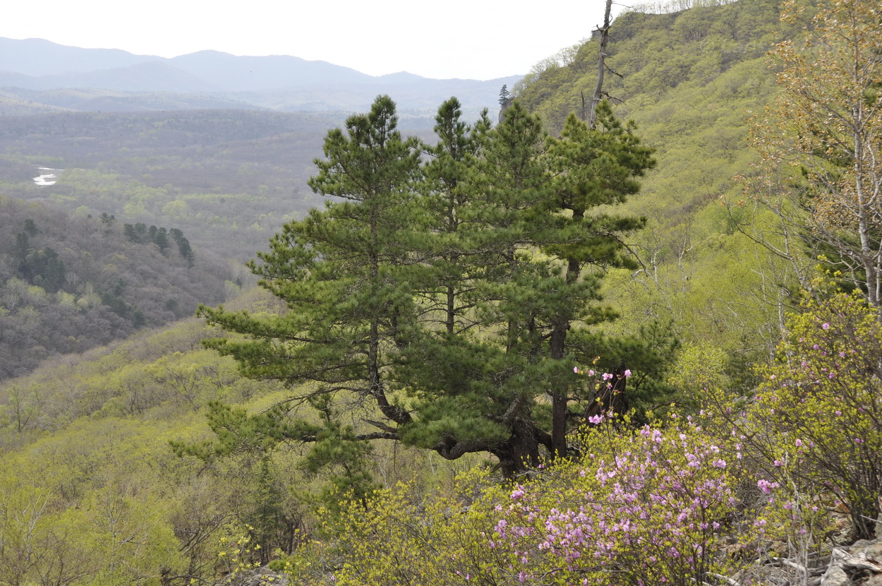 Image of Pinus koraiensis specimen.