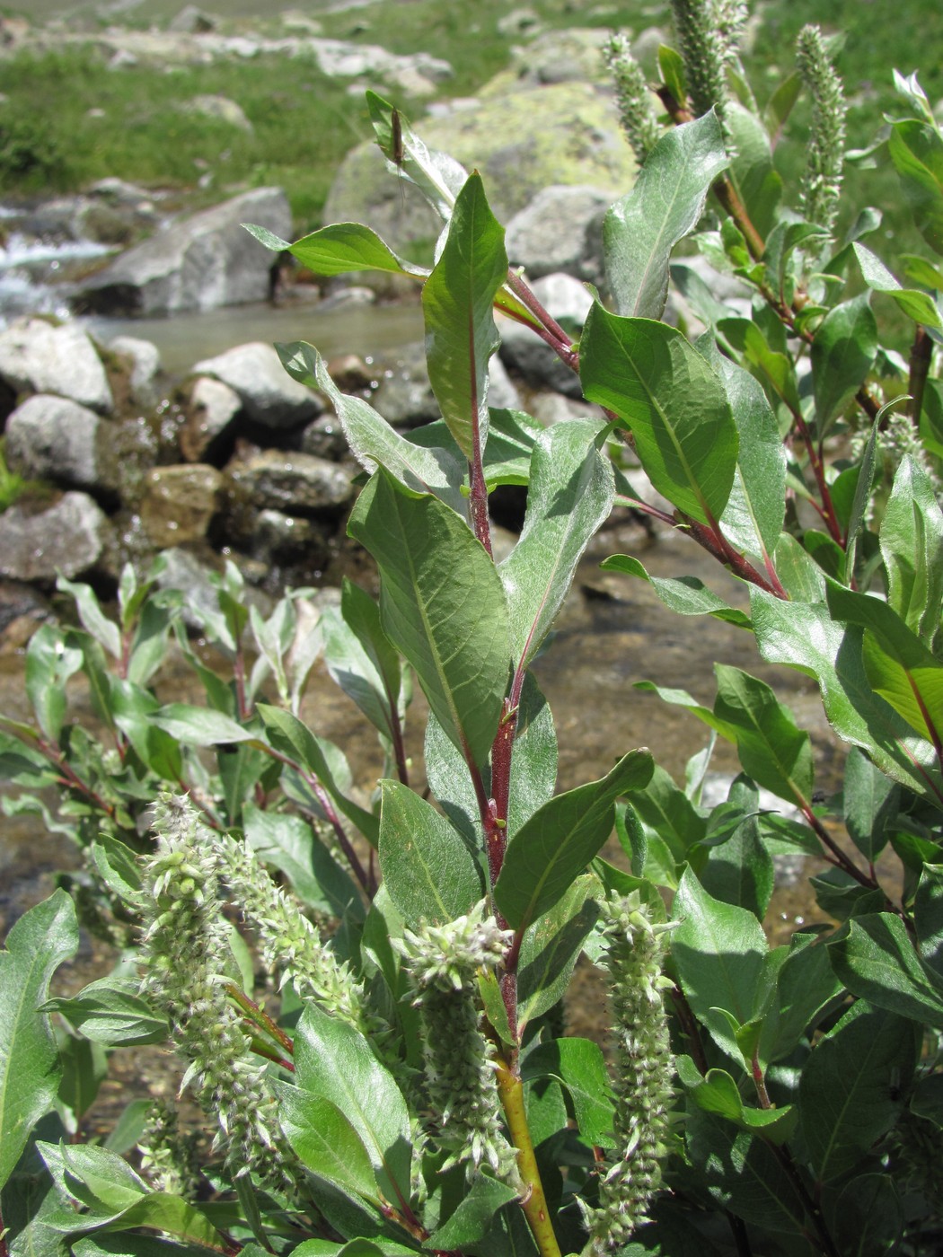 Image of Salix pantosericea specimen.