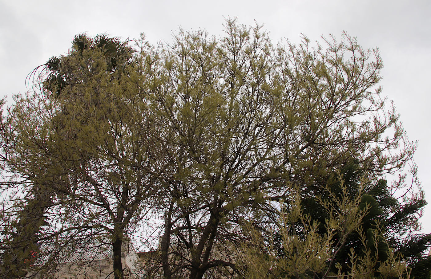 Image of genus Fraxinus specimen.