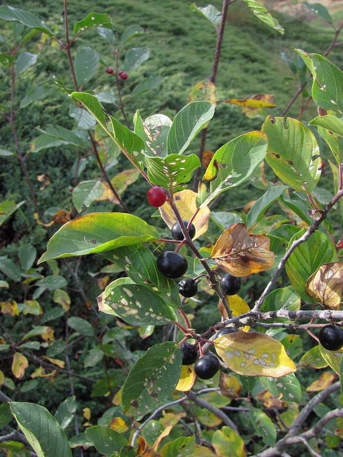 Image of Frangula alnus specimen.