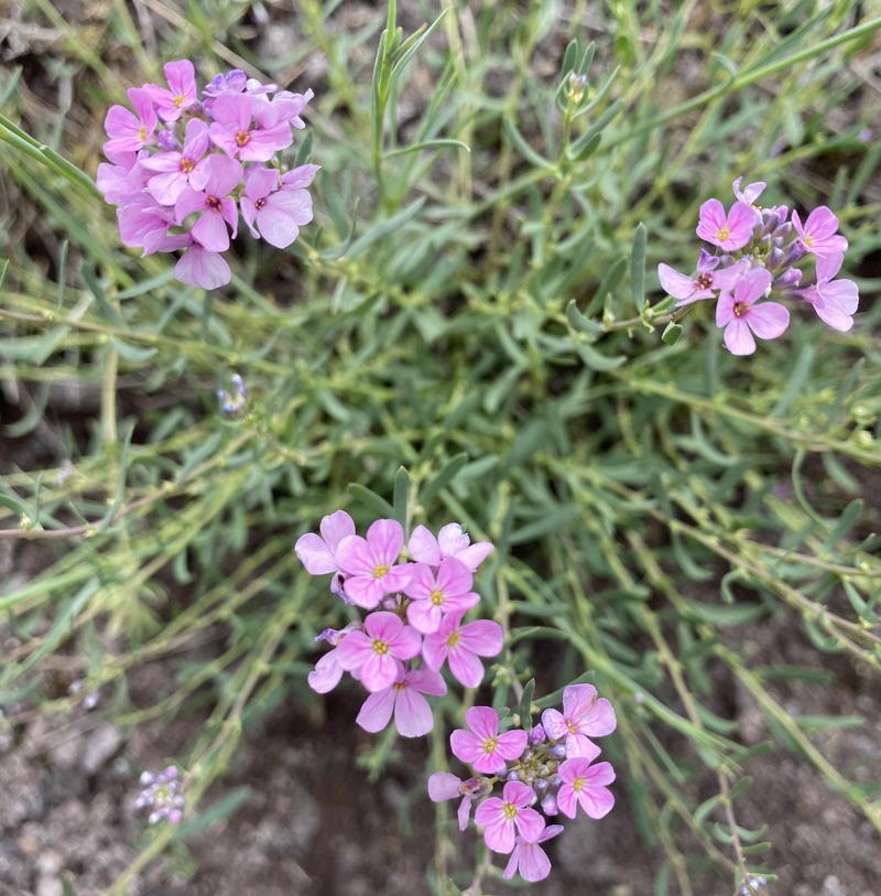 Изображение особи Aethionema pulchellum.