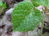 Tilia begoniifolia