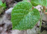 Tilia begoniifolia. Поражённый лист. Краснодарский край, Абинский р-н, окр. пос. Новый, широколиственный лес у скал Новых. 19.04.2020.