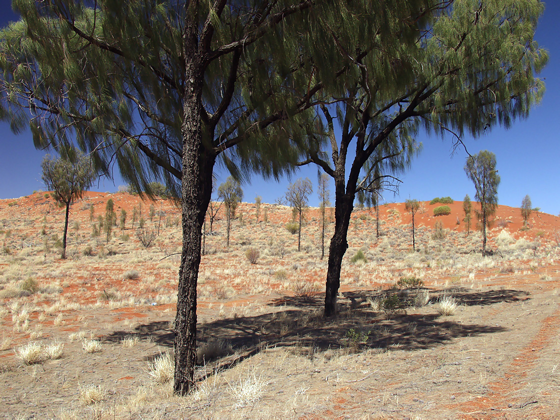 Image of Allocasuarina decaisneana specimen.