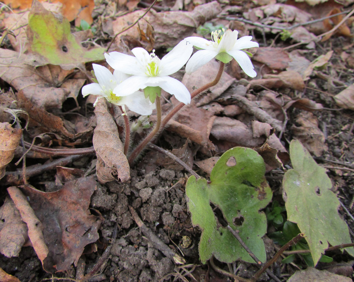 Изображение особи Hepatica henryi.