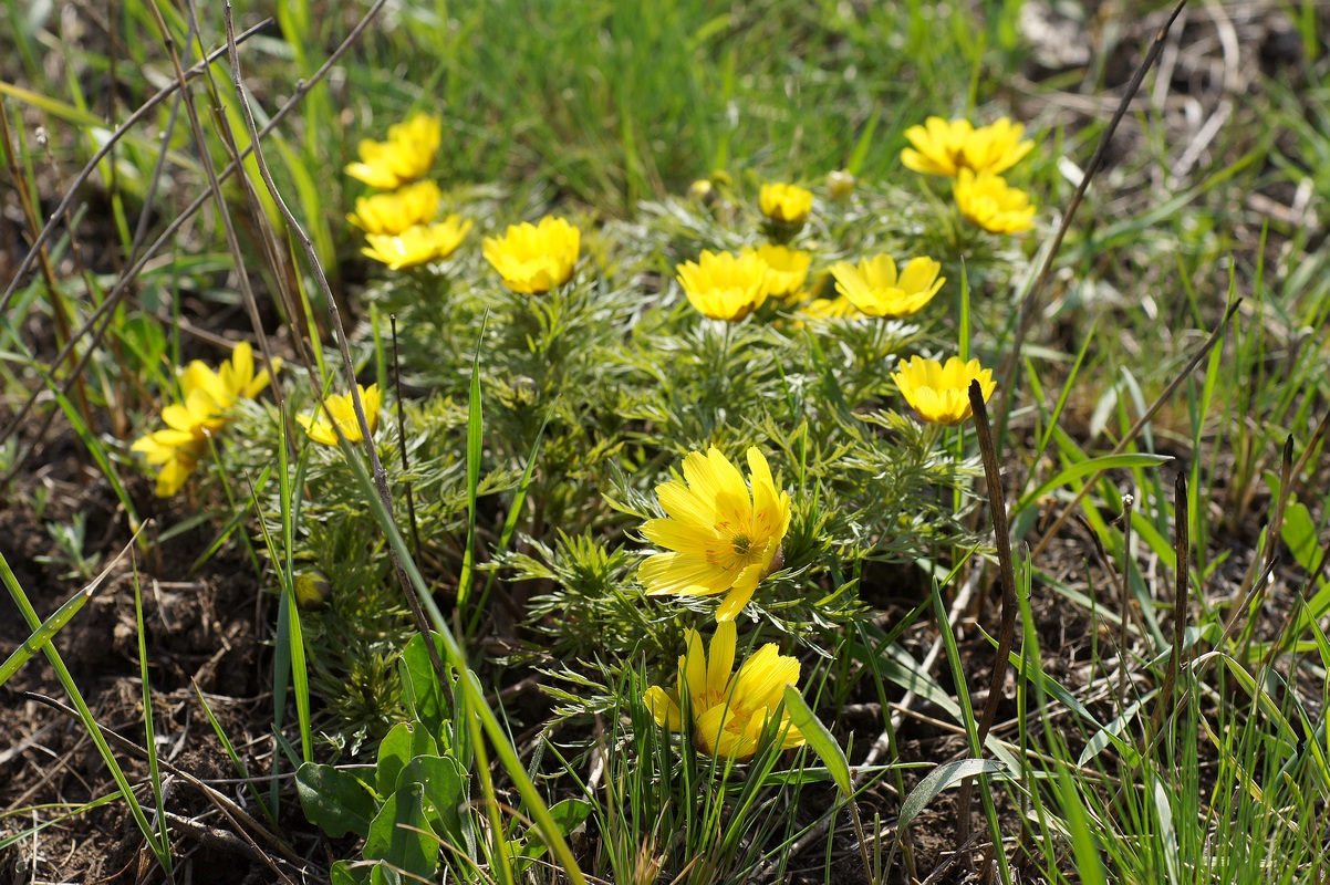 Image of Adonis volgensis specimen.