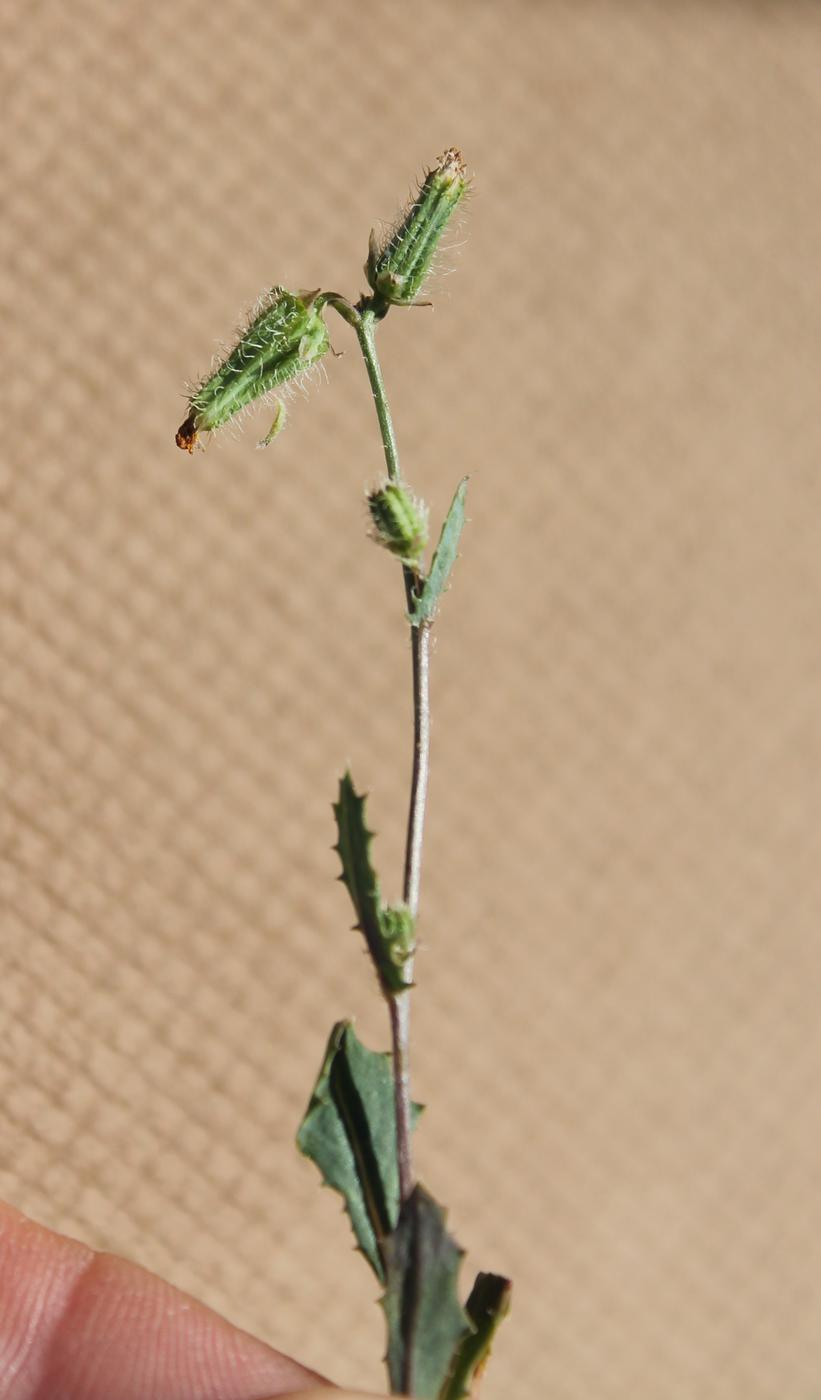 Image of genus Sonchus specimen.