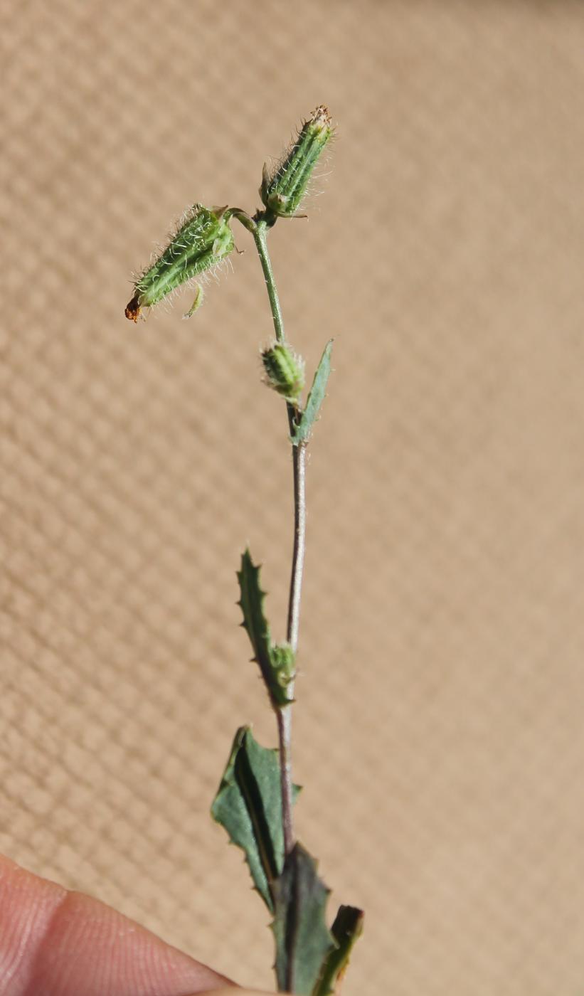 Изображение особи род Sonchus.