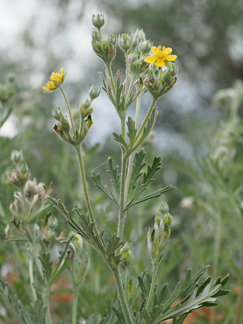 Изображение особи Potentilla argentea.