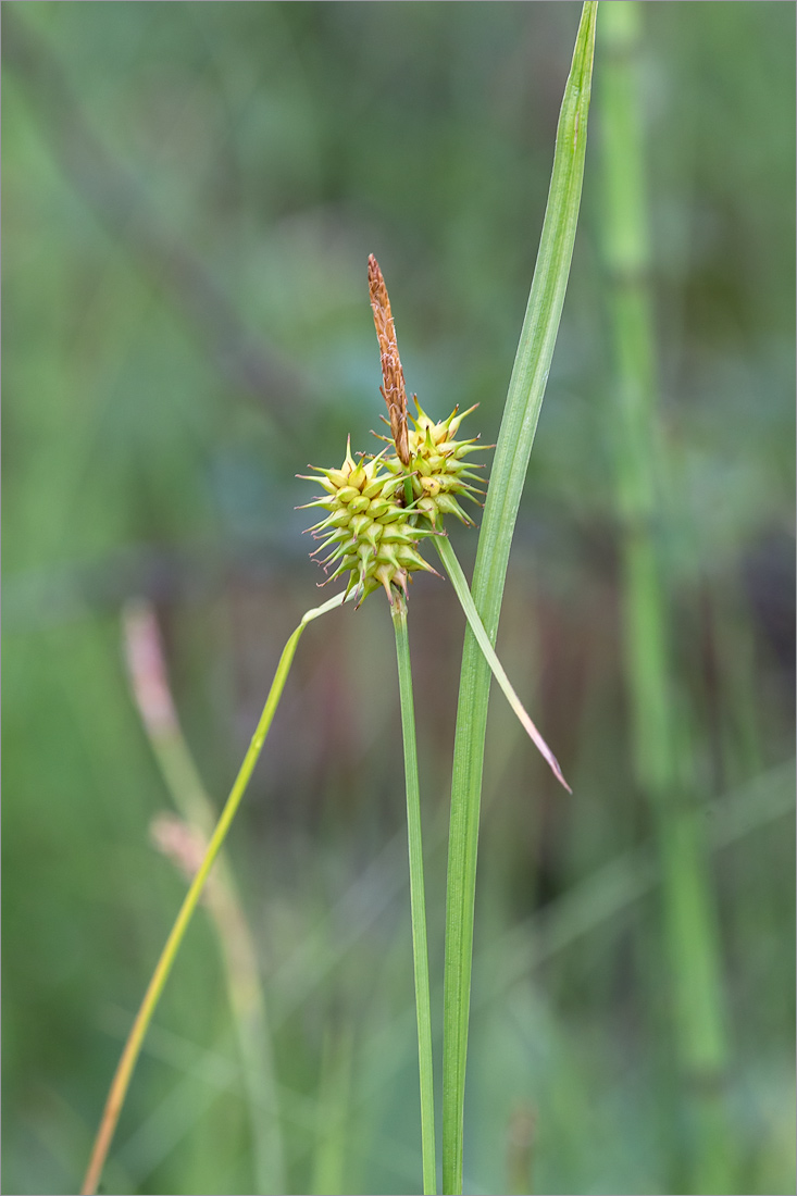 Изображение особи Carex flava.