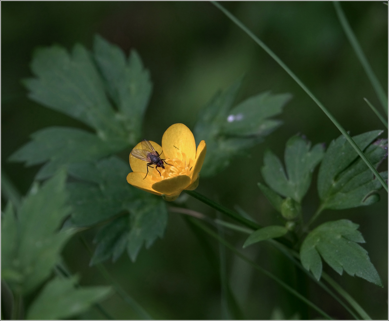 Image of Ranunculus repens specimen.