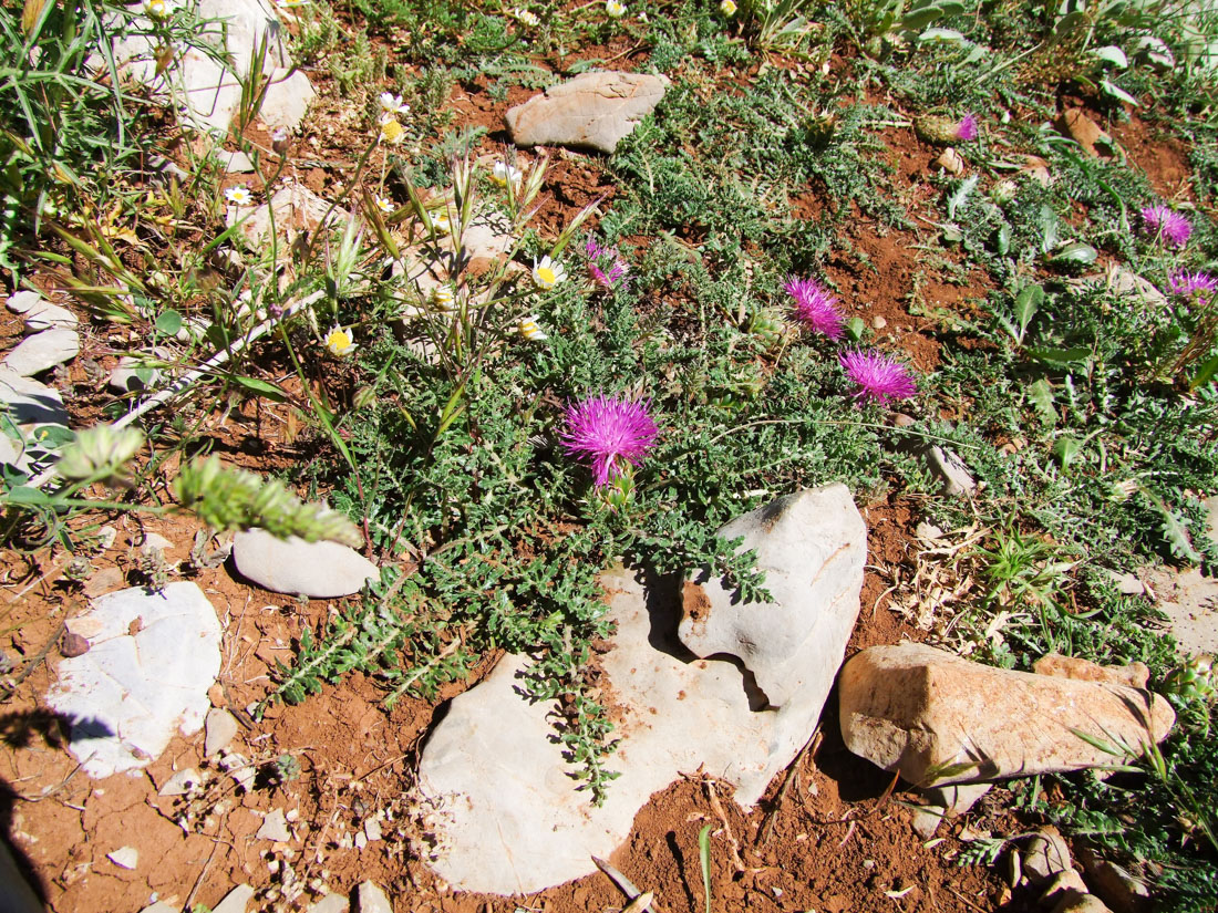 Image of Klasea pusilla specimen.