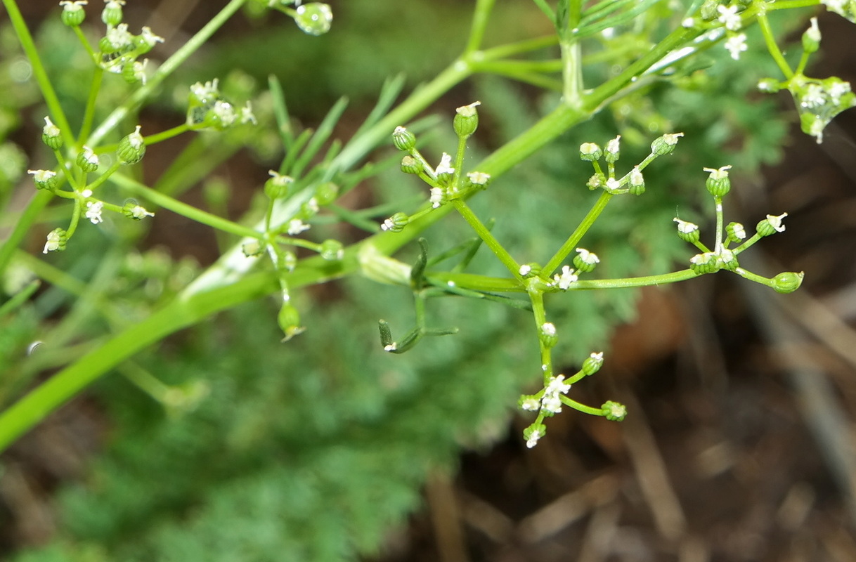 Image of Trinia glauca specimen.