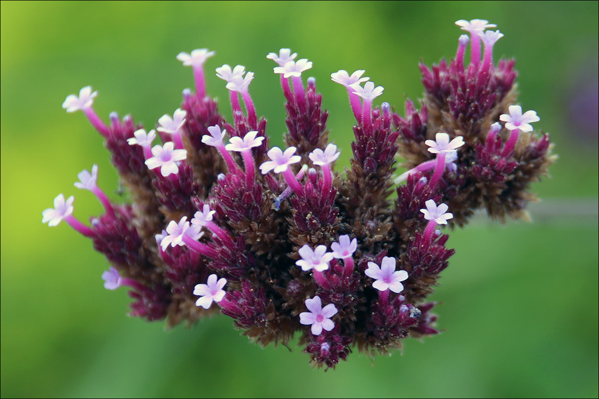 Image of Verbena bonariensis specimen.