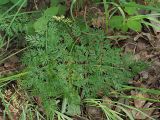 Selinum carvifolia
