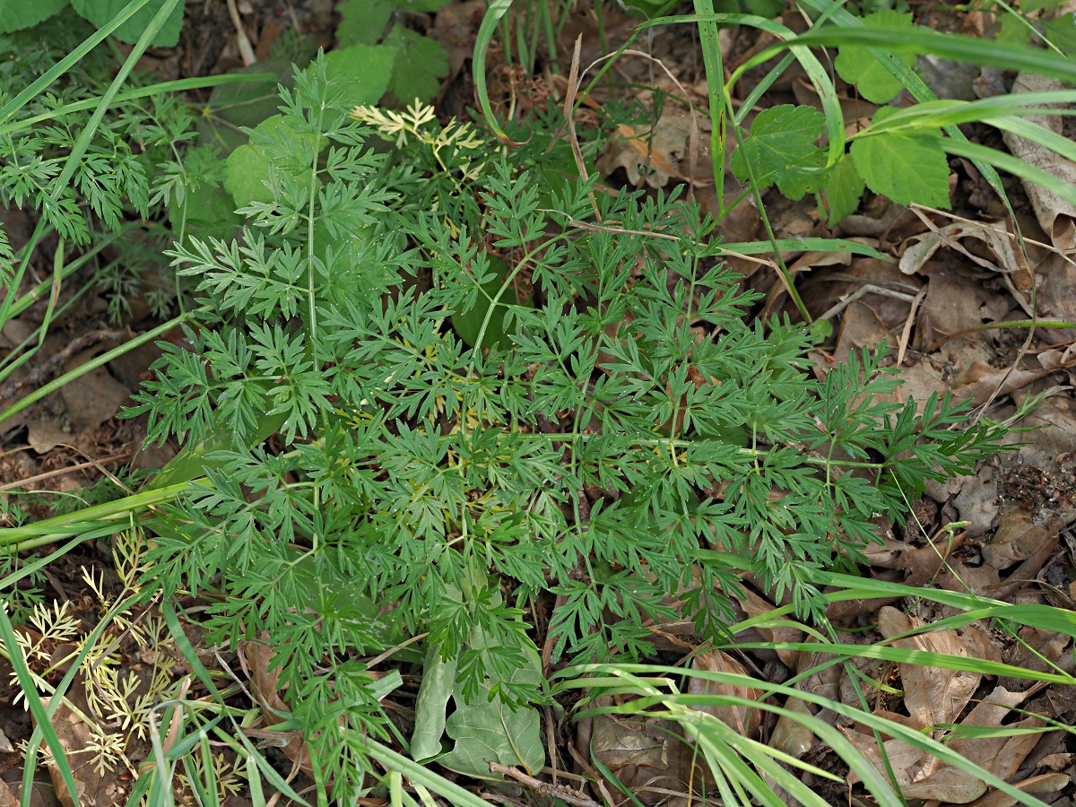 Изображение особи Selinum carvifolia.