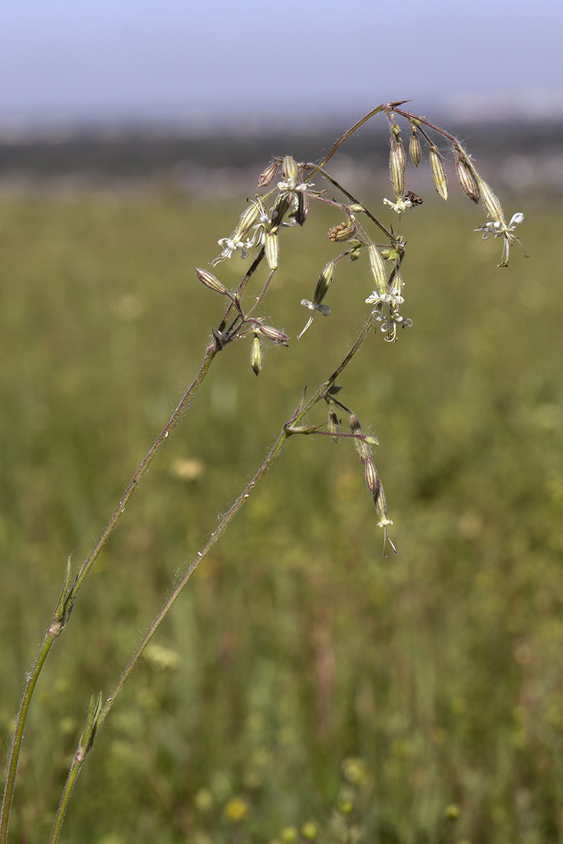 Изображение особи Silene nutans.