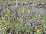 Corydalis speciosa