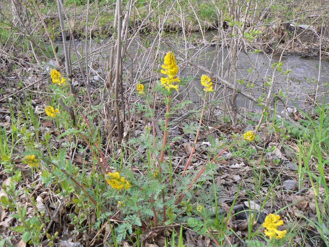 Image of Corydalis speciosa specimen.