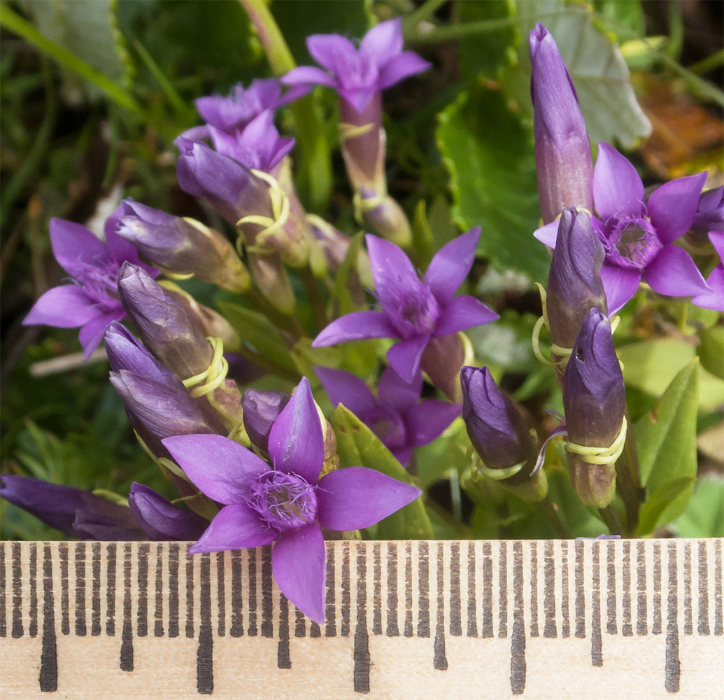 Image of Gentianella caucasea specimen.