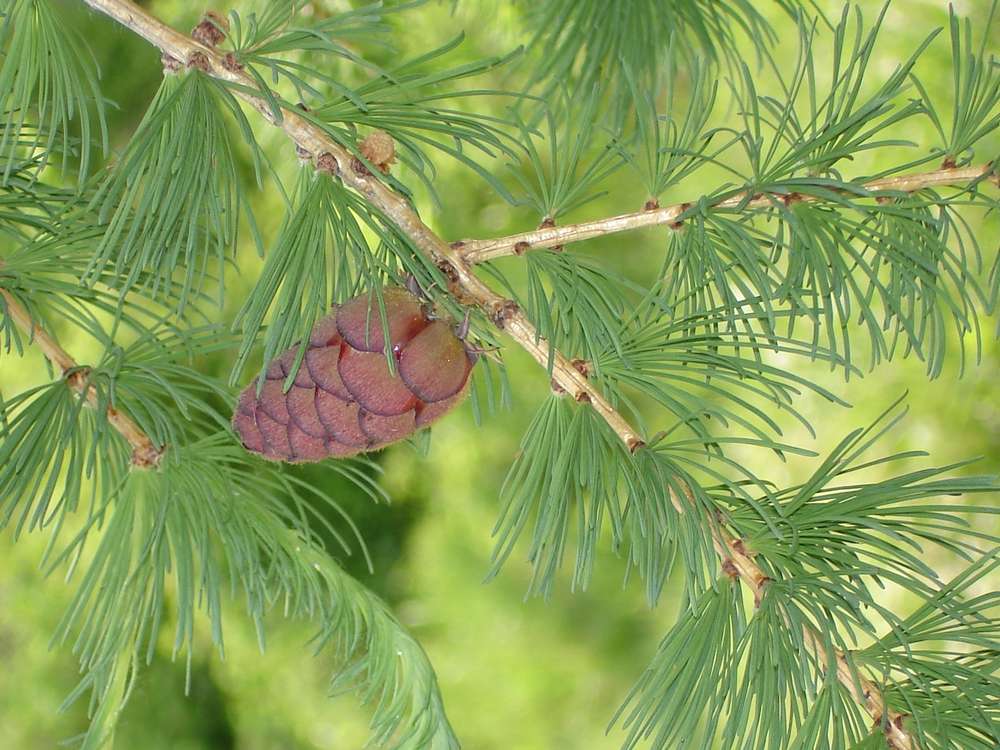 Image of Larix cajanderi specimen.